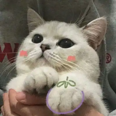  林知晚微信可爱萌宠猫猫头像