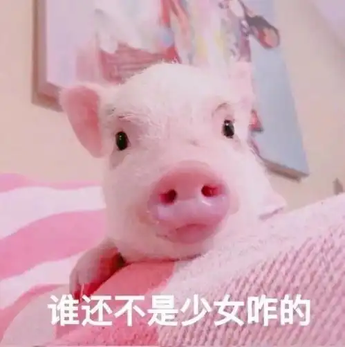 猪猪头像情侣笨猪跳