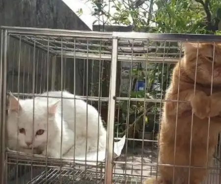  猫咪还原跟男朋友吵完架的样子,是你的真实写照吗网友委屈