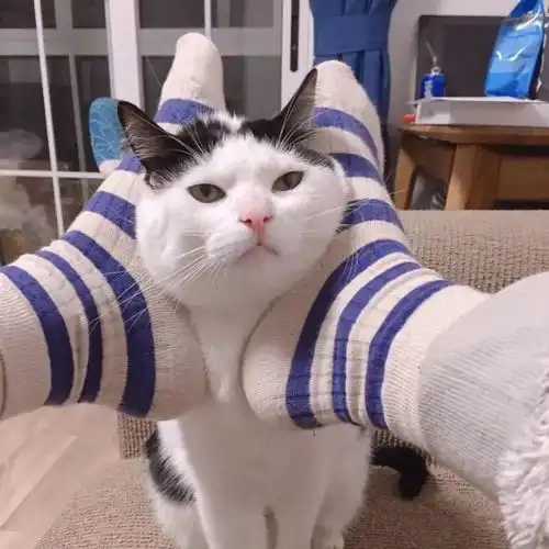 小猫情侣头像超萌情侣