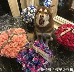  还记得王思聪家那条狗吗它已经在环游世界的路上,你的梦想呢