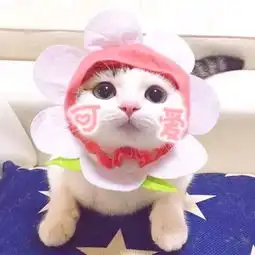 情侣猫头像超萌一对动漫