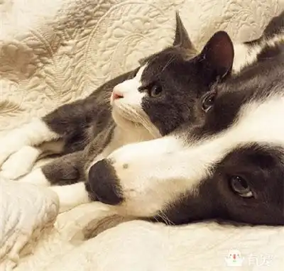  好好的猫让狗拱了,谁叫人家是穿情侣装来的呢