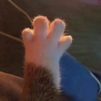  小猫.