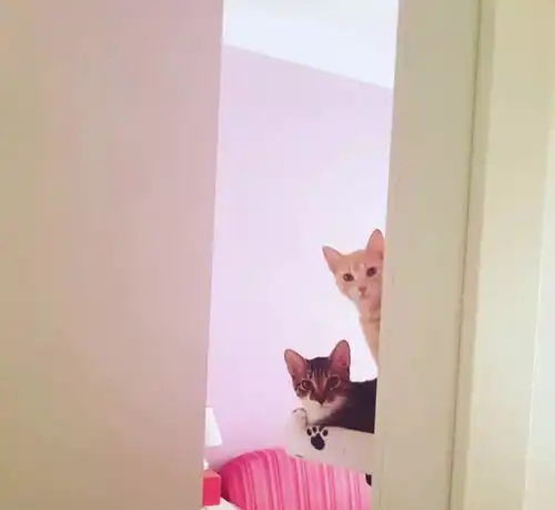  养两只猫咪,看它们相伴一生,白首到老,猫粮真香主人