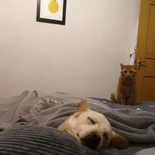 两只猫咪图片情侣头像小
