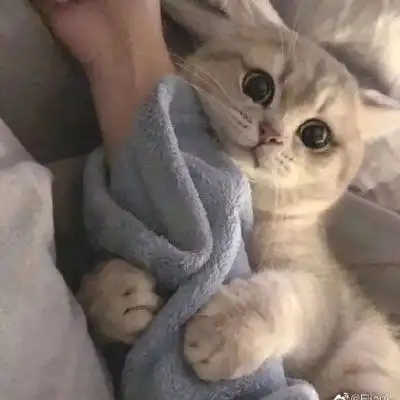  猫咪头像萌图片高清可爱猫咪头像大全