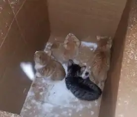  4只小猫被抛弃在街头,路人只围观不帮忙,原来是情侣吵架导致的