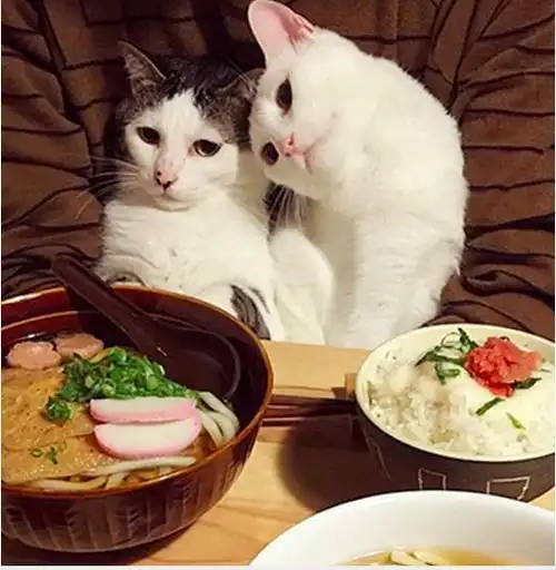 两只猫咪图片情侣头像主