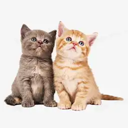  两只小猫咪png图片素材免费下载png格式750750像素熊猫办公