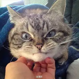  吸血鬼小猫爆红网络尖牙又凶又萌