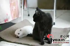  母猫收养两只孤儿小狗给其洗澡教其抓老鼠