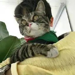 2018最新版qq头像男生帅气抱猫咪大全男生猫咪萌头像