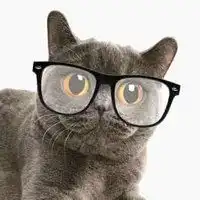  猫带墨镜雪茄头像微信头像图片大全